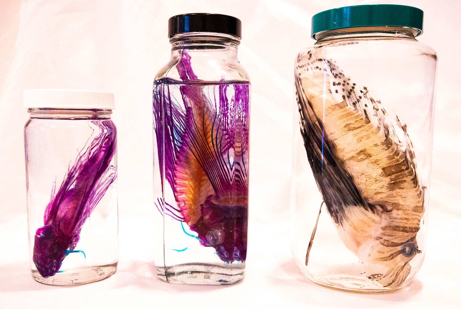 preserved lionfish specimen in jar