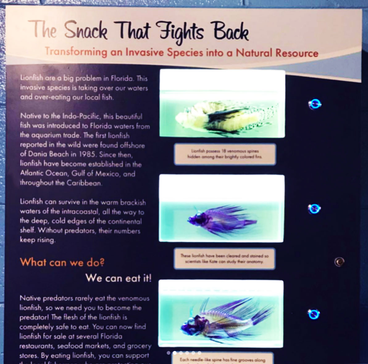 custom made educational lionfish display at Gumbo Limbo Nature Center in Fort Lauderdale, Florida.