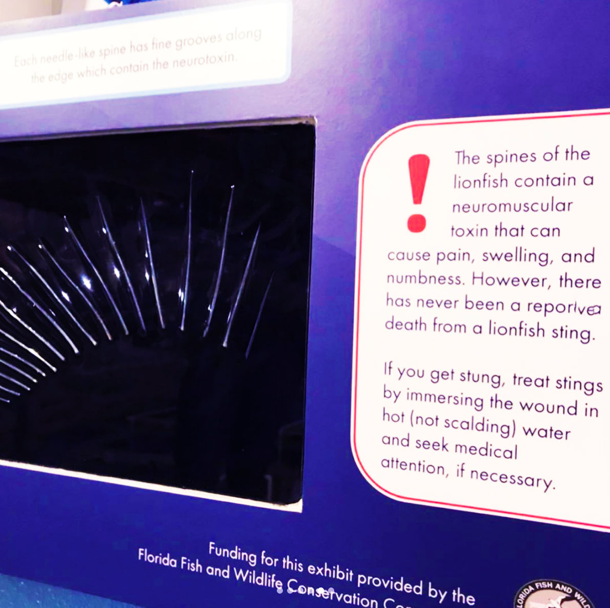 lionfish spine display with explanation.