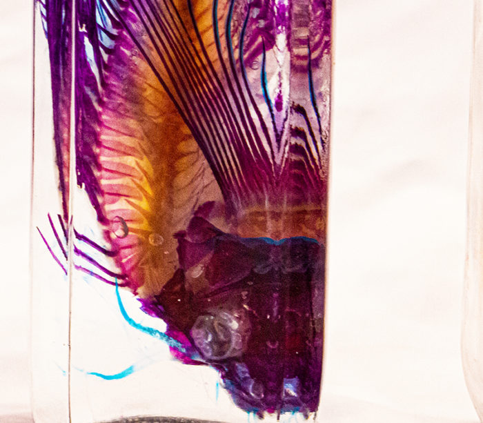 lionfish specimen in glass jar